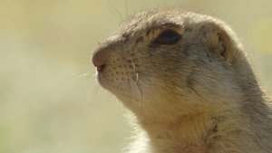 Prairie Dog Manor True Grit