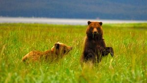 Nature Fortress of the Bears