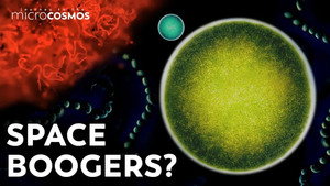 Bacteria That Survive In Gelatinous Colonies still