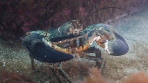 Wild Wild East Crustaceans