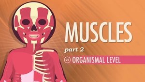 Crash Course Anatomy & Physiology Muscles, Part 2 - Organismal Level