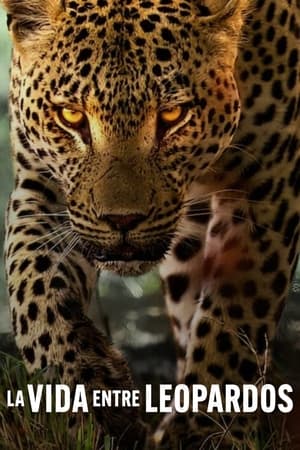 Poster La vida entre leopardos 2024