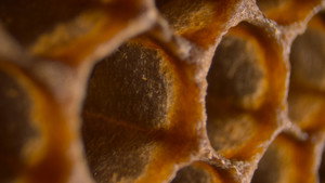 Secrets of the Bees: 1×1