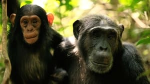 Im Reich der Schimpansen