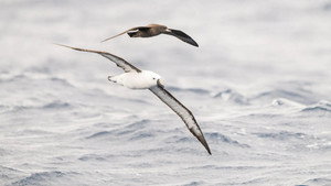 People of the Storms