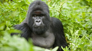 David Attenborough’s Natural Curiosities: 2×5