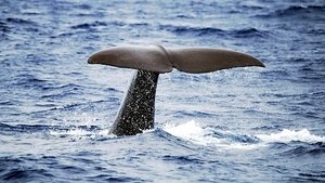 Sperm Whales: Back From the Abyss