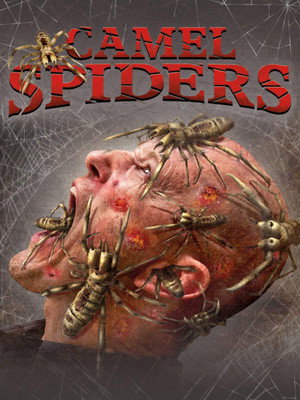 Camel Spiders 15