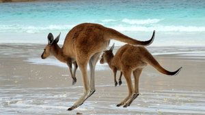 Secret Life of the Kangaroo From Pouch to Foot