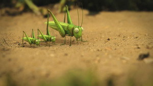 The grasshopper who didn't know how to leap