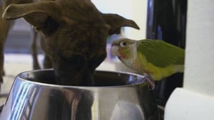 Unlikely Animal Friends Puppy Want a Parrot?