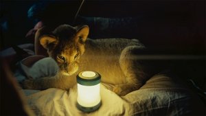 King: Mój przyjaciel lew cały film