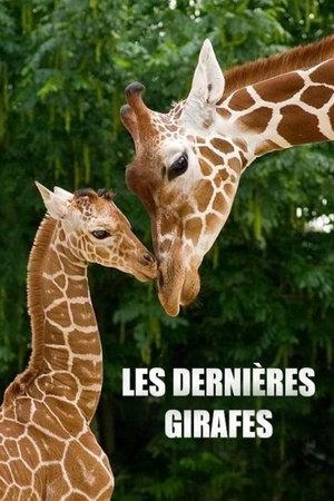 Image Les Dernières Girafes