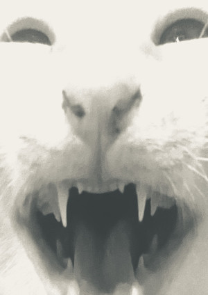 all my brothers are in a box that stinks