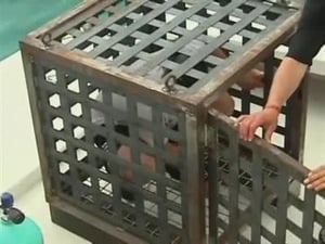 Shark Cage Escape