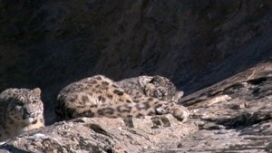 Diaries - Snow Leopard Quest | StreamHub