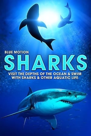 Poster Blue Motion - Les rois des océans 2004