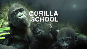 Gorilla School