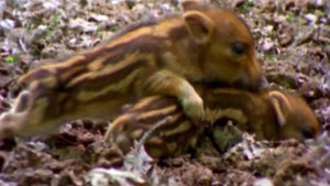 All About Animals EP11