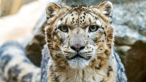 The Frozen Kingdom of The Snow Leopard (2020)