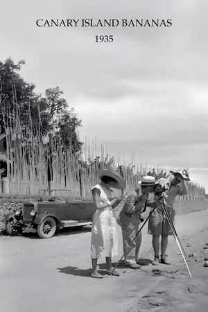 Canary Island Bananas