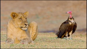 Cazadores de África: 3×1