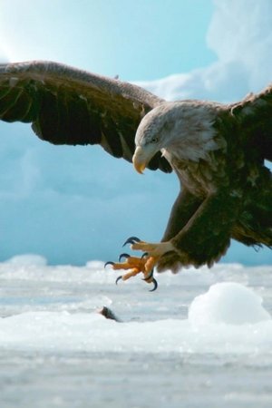 Nonton film Crises on the Comeback Trail: Hokkaido's Endangered Birds (2025) terbaru sub indo Nonton film Crises on the Comeback Trail: Hokkaido's Endangered Birds (2025) terbaru sub indo