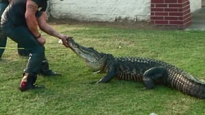 Lone Star Law Gator Showdown