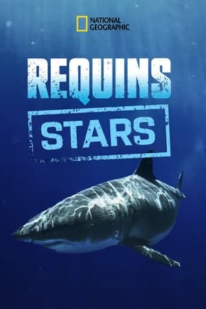 Requins stars