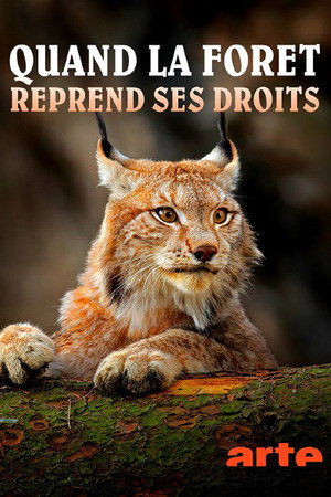 The Wild Forest 12