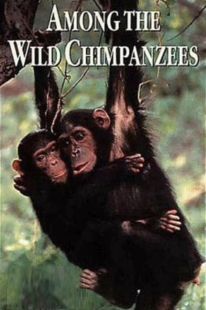 Poster Among the Wild Chimpanzees 1984