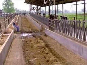 The Simple Life Dairy Farmin' Divas a.k.a. First Day of Work