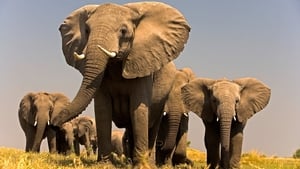 L'Âme de l'éléphant