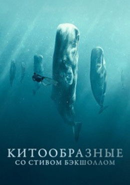 Китообразные со Стивом Бэкшоллом Сезон 1 Выжившие в океане 2023