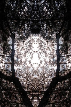 Concrescence