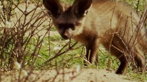 All About Animals EP18