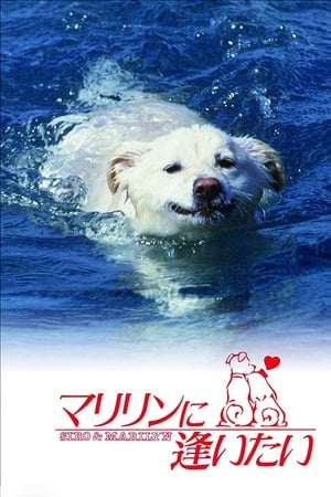 Poster Shiro and Marilyn (1988)