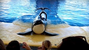 Blackfish: Der Killerwal