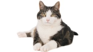 Kitty Love: An Homage to Cats