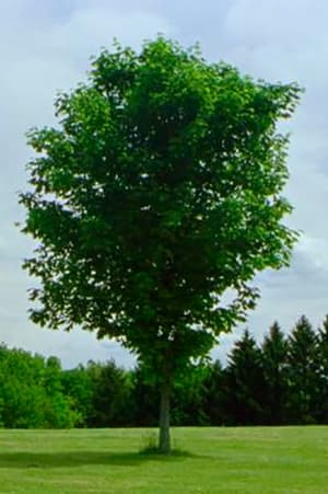 Image Tree