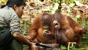 Orangutan Jungle School Tots, Teens, And Tantrums