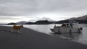 Dr. Oakley, Yukon Vet Hold Your Horses