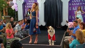 Image Dog on a Catwalk