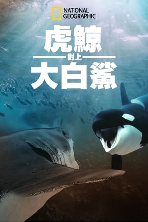 Poster 虎鲸vs.大白鲨 2021