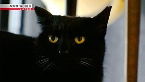 Magical Japanese: 4×3