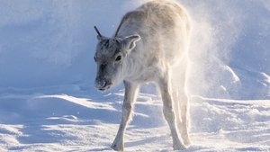 Aïlo : Une odyssée en Laponie