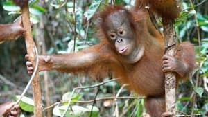 Orangutan Jungle School And So It Begins