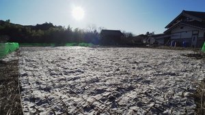 Shimi-konnyaku, Ibaraki