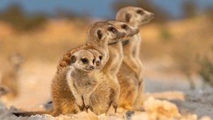 Meerkat Manor: Rise of the Dynasty Paradise Lost