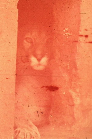 La noble ultimación de la bestia (2018)